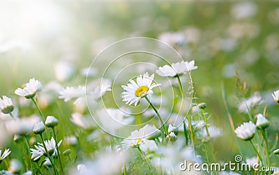 Spring Daisy bathed with sunrays Stock Photo