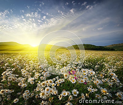 Spring daisy flowers Stock Photo