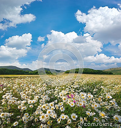 Spring daisy flowers in meadow. Stock Photo