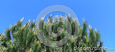 Spring day fresh branches of the pine tree Stock Photo