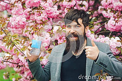 Spring day. Masculine perfume, bearded man. Masculine perfume. Man perfume, fragrance. Spring pink sakura blossom. Pink flowers of Stock Photo