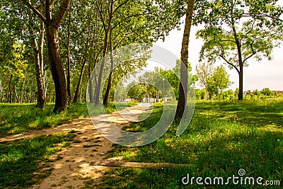 Spring day in a park. Path trough green grass and trees. Stock Photo