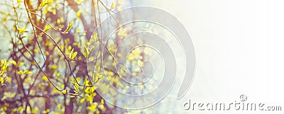 Spring delicate background with young green leaves Stock Photo