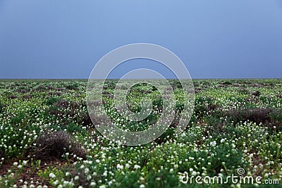 Spring desert Stock Photo