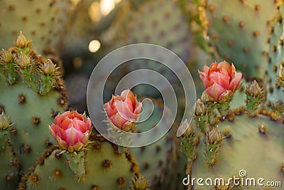 Spring desert cactus flower blossom Stock Photo