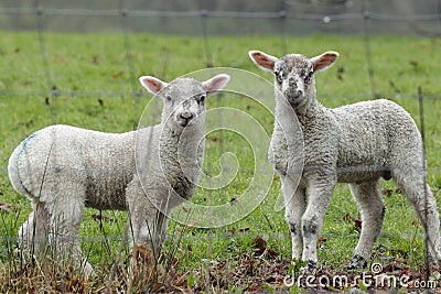 Spring Devon Lambs Now Spring has arrived . British Farming Stock Photo