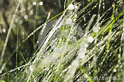 Spring dewy grass Stock Photo