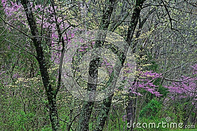 Spring Dogwoods and Redbuds Bernheim Forest Stock Photo