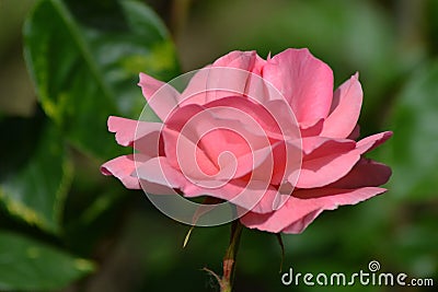 Spring dream with roses 2 Stock Photo