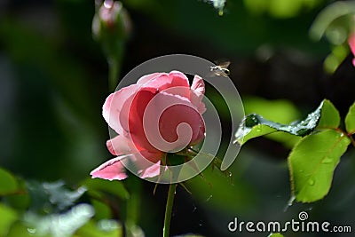 Spring dream with roses Stock Photo