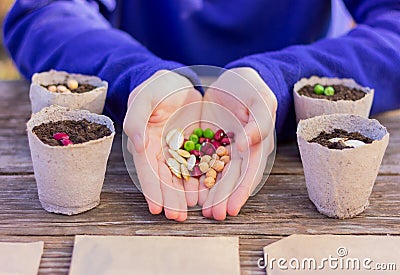 Spring early planting for seedlings. hands hold various multi-colored seeds next to pots with soil Stock Photo