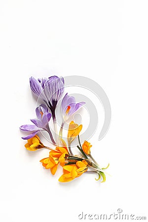 Spring, Easter floral composition. Yellow and violet crocuses flowers on white wooden background. Vertical Styled stock Stock Photo