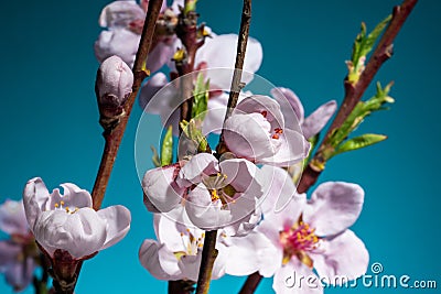 Spring easter pink flowers of peach blossom on sky blue background. Macro blooming nature view. Flowering, opening Stock Photo