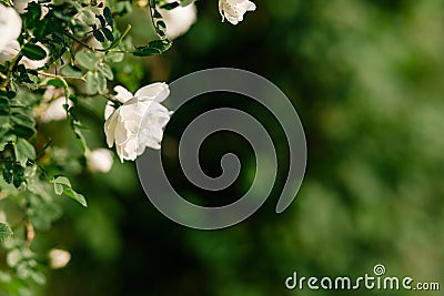 Spring eglantine bloom Stock Photo
