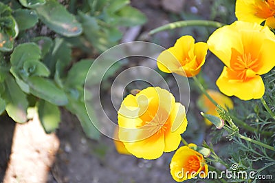 Spring en flower bed in the park grow beautiful Stock Photo