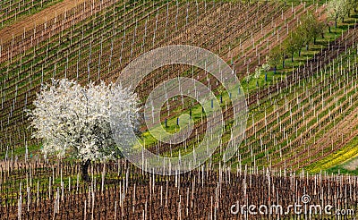 Spring European Rural Landscape At Sunny Day With Great First Flowering Tree And Rows Of Young Vineyards.White Blossoming Apple Tr Stock Photo