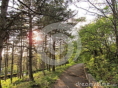 Spring evening walk in the Park. the setting sun shines through the tall pines Stock Photo