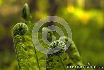 Spring ferns close-up Stock Photo