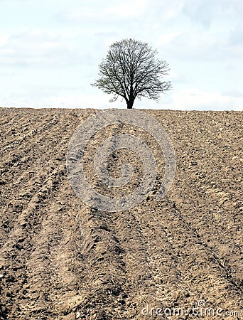 Spring field Stock Photo