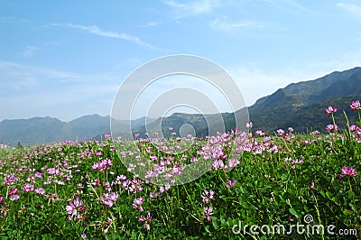 Spring field Stock Photo