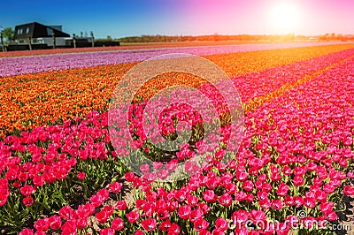 Spring field with blossoming multicolor tulips Stock Photo