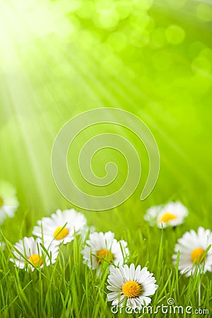 Spring field - daisy in grass Stock Photo