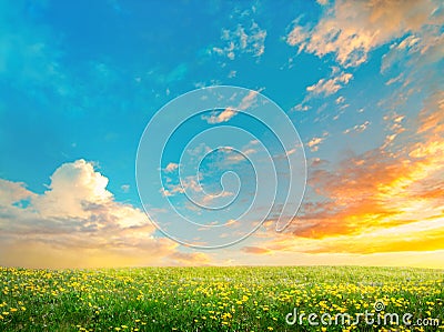 Spring field landscape with flowers an sunrise Stock Photo