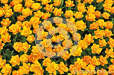 Spring field yellow tulips Stock Photo
