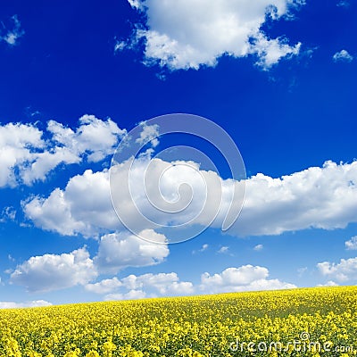 Spring fields Stock Photo