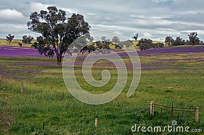 Spring fields & purple flowers on a farm Stock Photo