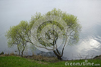 Spring and the first leaves on the willows. Trees on a backgrou nd of water. Scenery Stock Photo