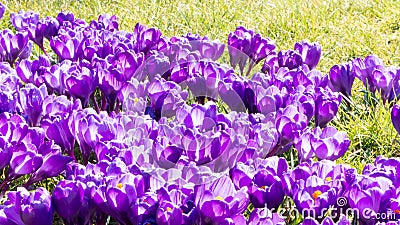 Spring first purple crocuses Stock Photo