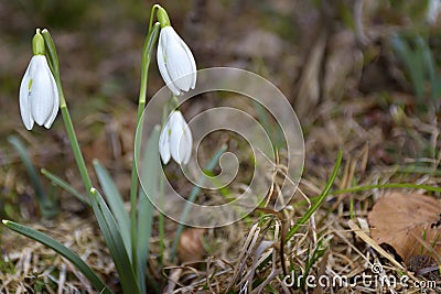 Spring of the first snowdrops in the forest Stock Photo