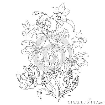 Blooming spring flowers, tulips, daffodils and Muscari, coloring page Vector Illustration