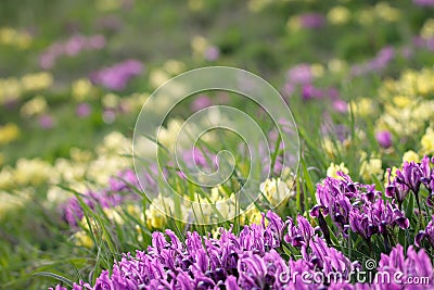 Spring floral background with purple and yellow irises. Stock Photo