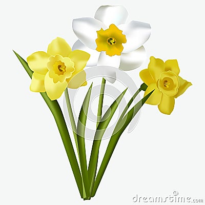 Spring floral beautiful fresh daffodils flowers on white background vector illustration. Vector Illustration