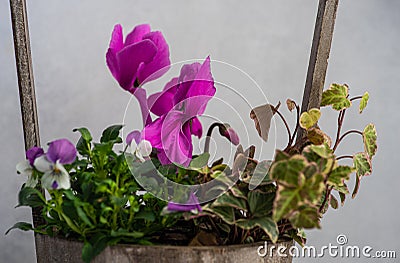 Spring floral composition with bright cyclamen Stock Photo