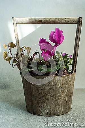 Spring floral composition with bright cyclamen Stock Photo