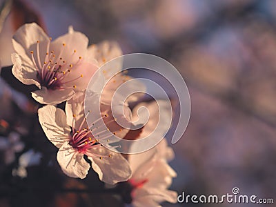 Spring floral concept. Full blooming of apricot tree. Beautiful flower on an abstract blurred background. Detailed closeup with Stock Photo