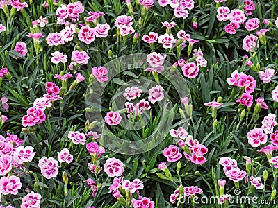 A Spring Floral Display of Pink Dianthus Flowers Stock Photo