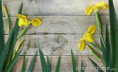 Spring floral flatlay design composition made of yellow irises and green leaves on rough wood Stock Photo