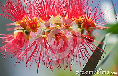 Spring Flower Australian Callistemon Captain Cook Stock Photo