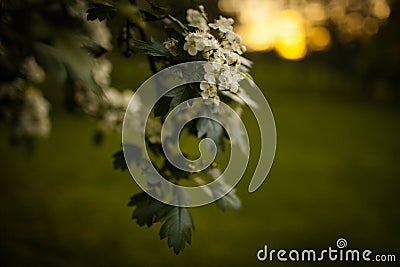 Spring flower background - abstract floral border green leaves and white flowers. Boke. Sunset. Stock Photo