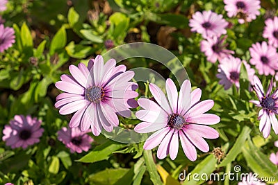 Spring flower bed Stock Photo
