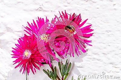 Spring flower and bee flying to foraging Stock Photo