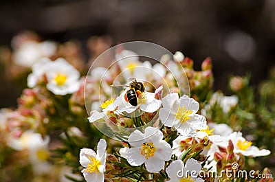 Spring flower and bee foraging Stock Photo