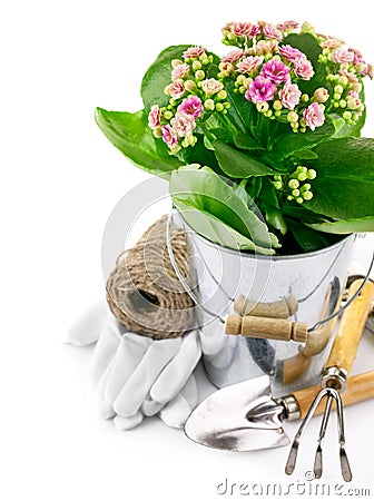 Spring flower in bucket with garden tool and gloves Stock Photo