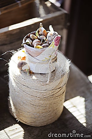 Spring flower bulbs in ceramic pot wrapped in fabric on twine Stock Photo