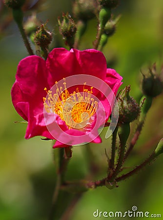 Spring flower concept. Perennial shrub with buds and blooming pink wild, bristly rose. Rosa nutkana, blur nature background, Stock Photo