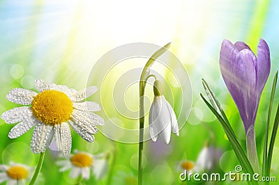 Spring flower Crocus, Daisy and Snowdrop Stock Photo